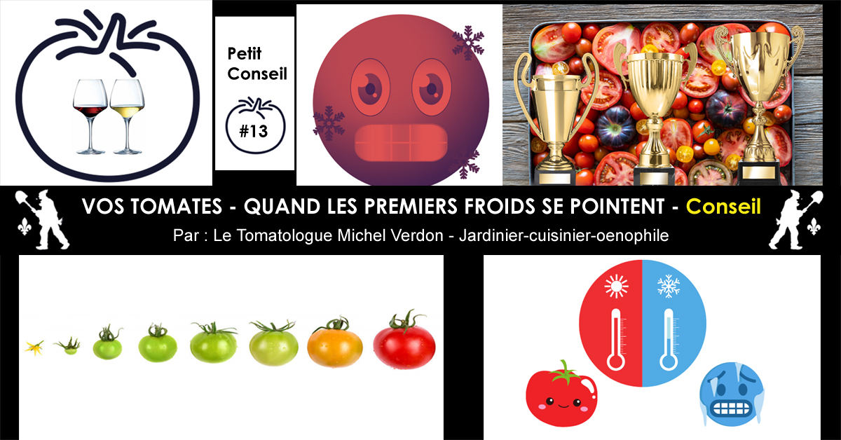 Tomates et le froid