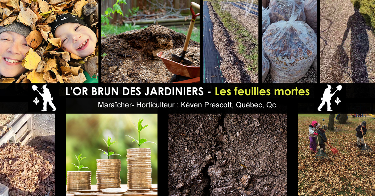 Or brun des jardiniers - Feuilles mortes