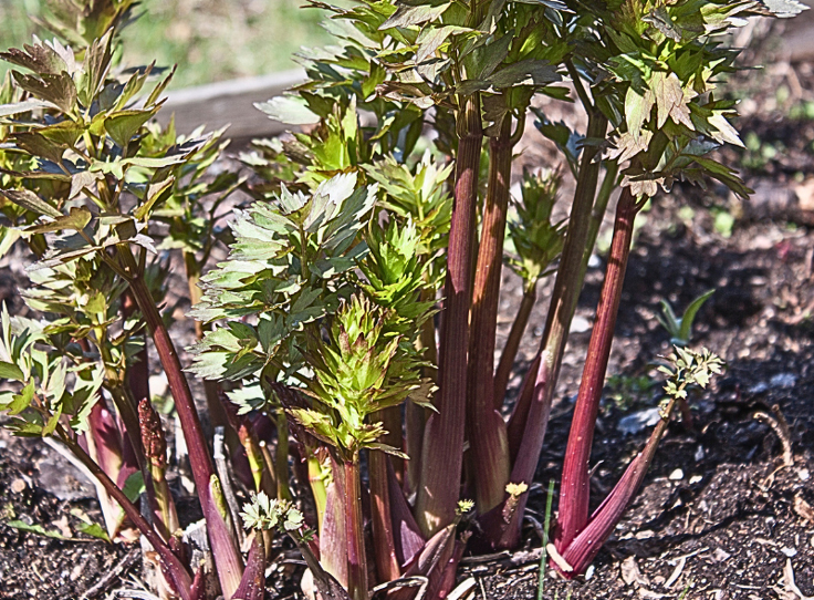 Un plant de Livèche qui sort de terre