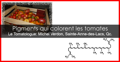 Pigments des tomates
