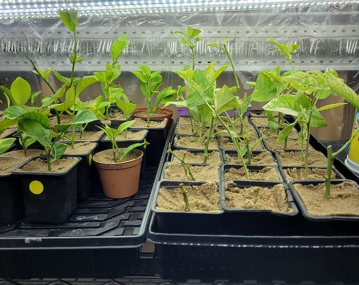 Sable pour lutter contre la mouche du terreau