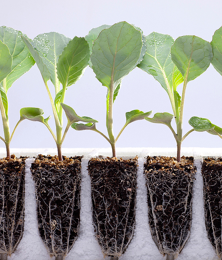 Choux et enracinement en multicellules