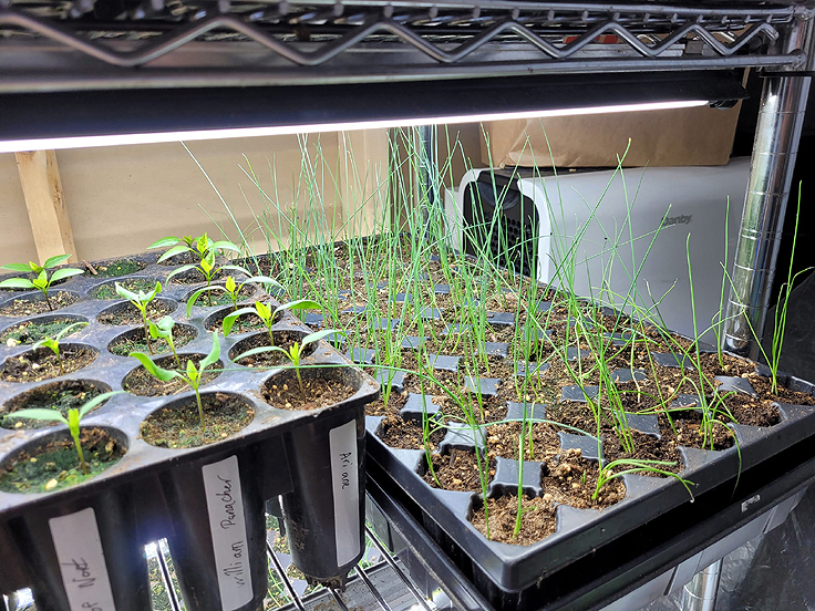 Multicellules pour les semis