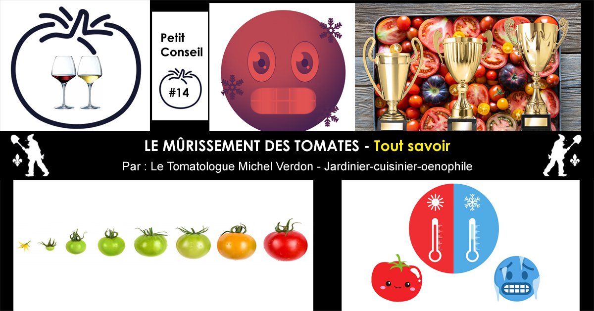 Mûrissement des tomates