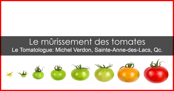 Faire mûrir les tomates