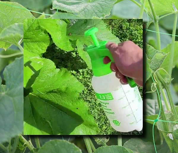 Traitement préventif contre le mildiouet l'oïdium