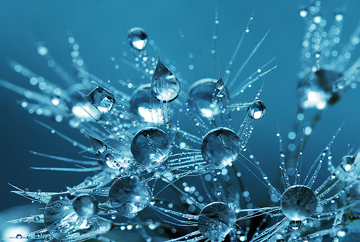 Propagation de l'oïdium par éclaboussure