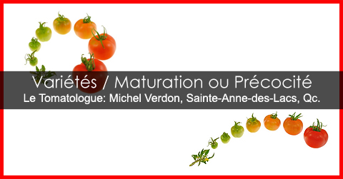 Quand cueillir les tomates