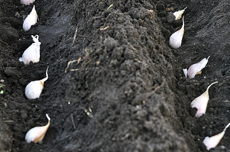 Caïeux d'ail en tranchées