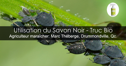 Savon noir au jardin