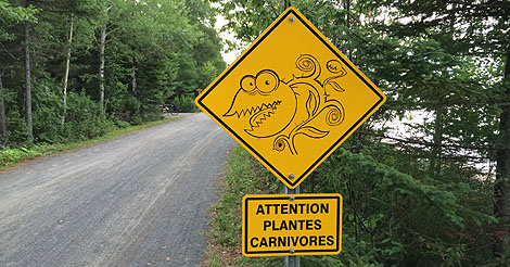 Plantes Carnivores - Les Plantes Carnivores du Québec - La Sarracénie pourpre et la Droséra