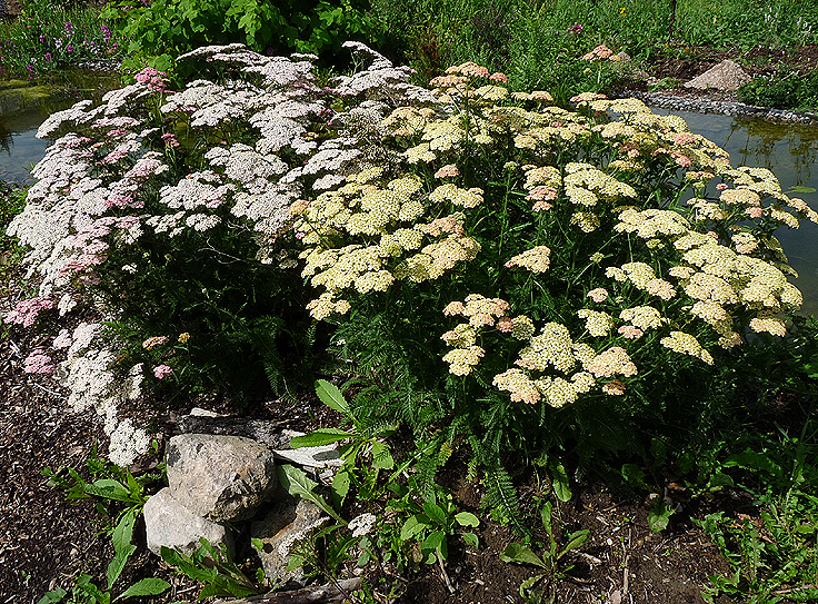 Achillea millefolium