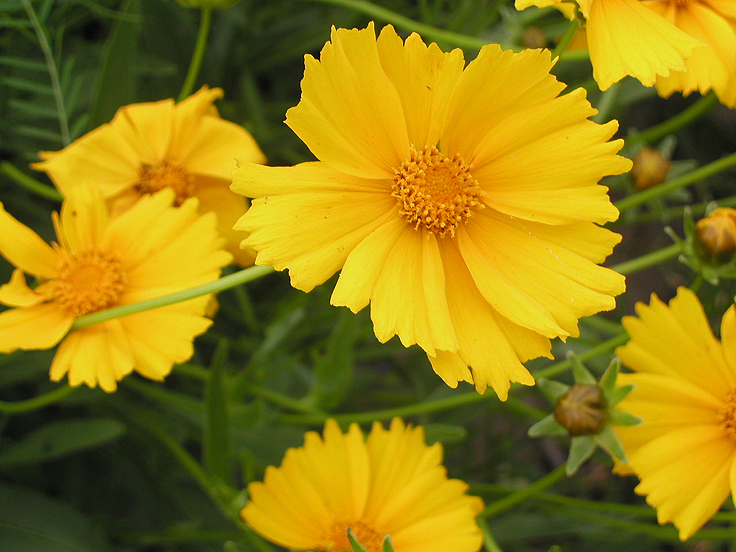 Coreopsis lanceolata