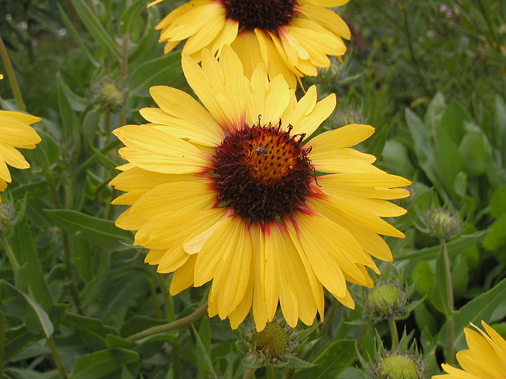 Gaillarde aristata