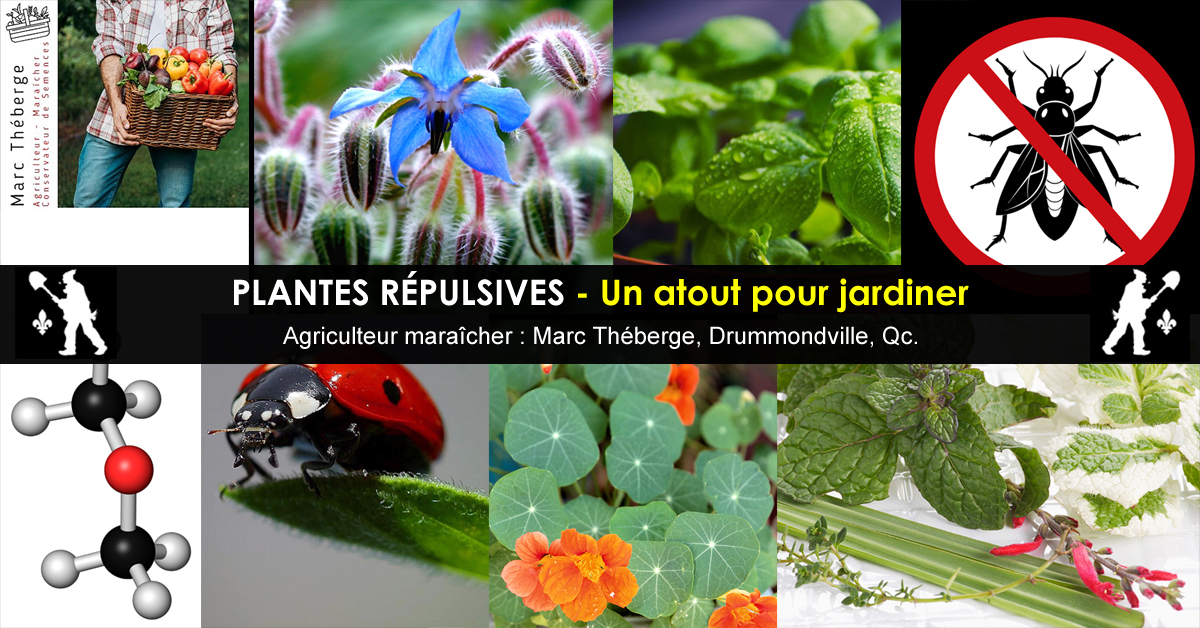 Les plantes répulsives