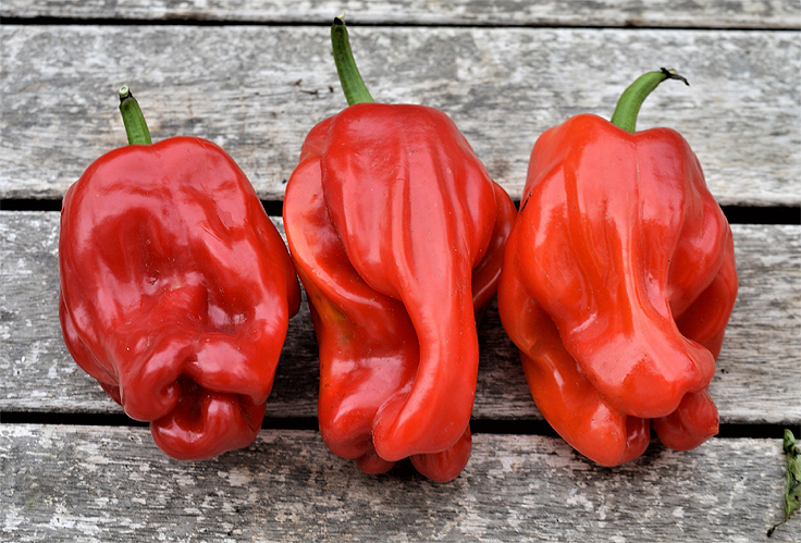 Poivron Criolla de Cucina