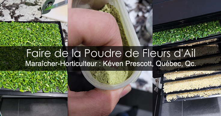 Poudre de fleurs d'ail