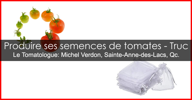 Récolter semis de tomates