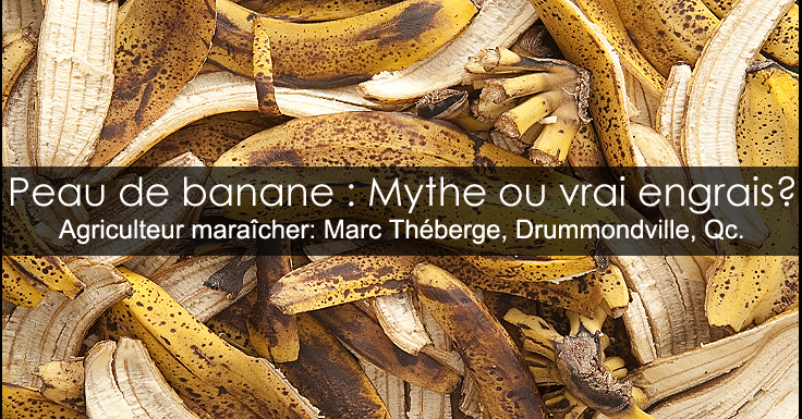 Puruin de peau de banane