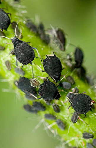 Les pucerons et le réfractomètre