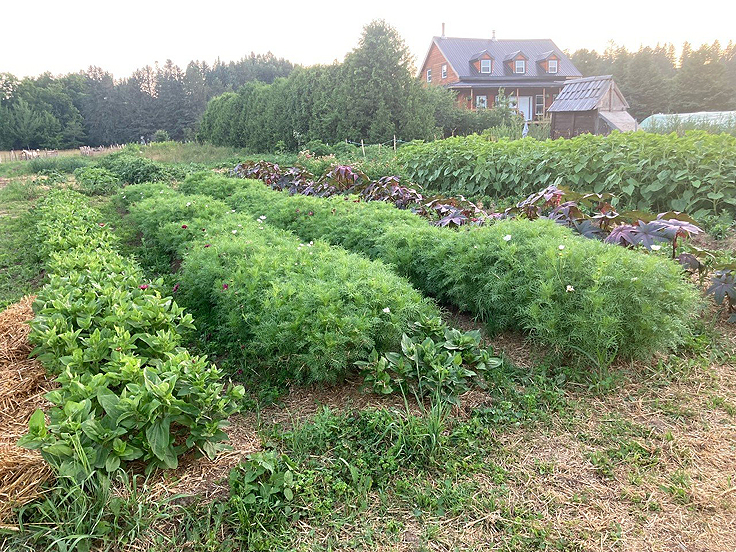 L'arrivée des premiers gels au jardin potager