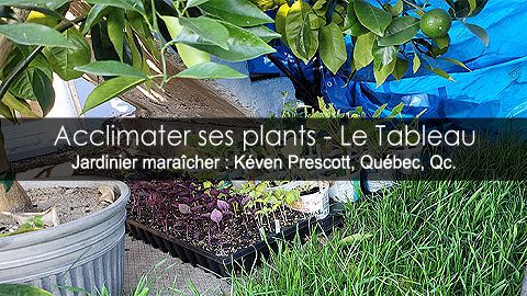 Acclimater les semis aux conditions extérieures