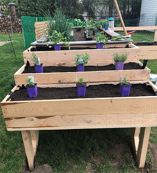 Romarin et autres fines herbes en bac de jardinage surélevé