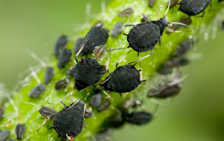 Savon à vaisselle pour tuer les insectes
