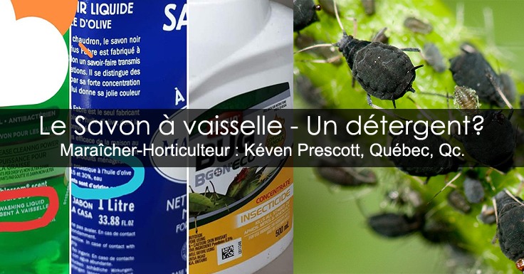 Savon noir et détergent à vaisselle comme insecticide