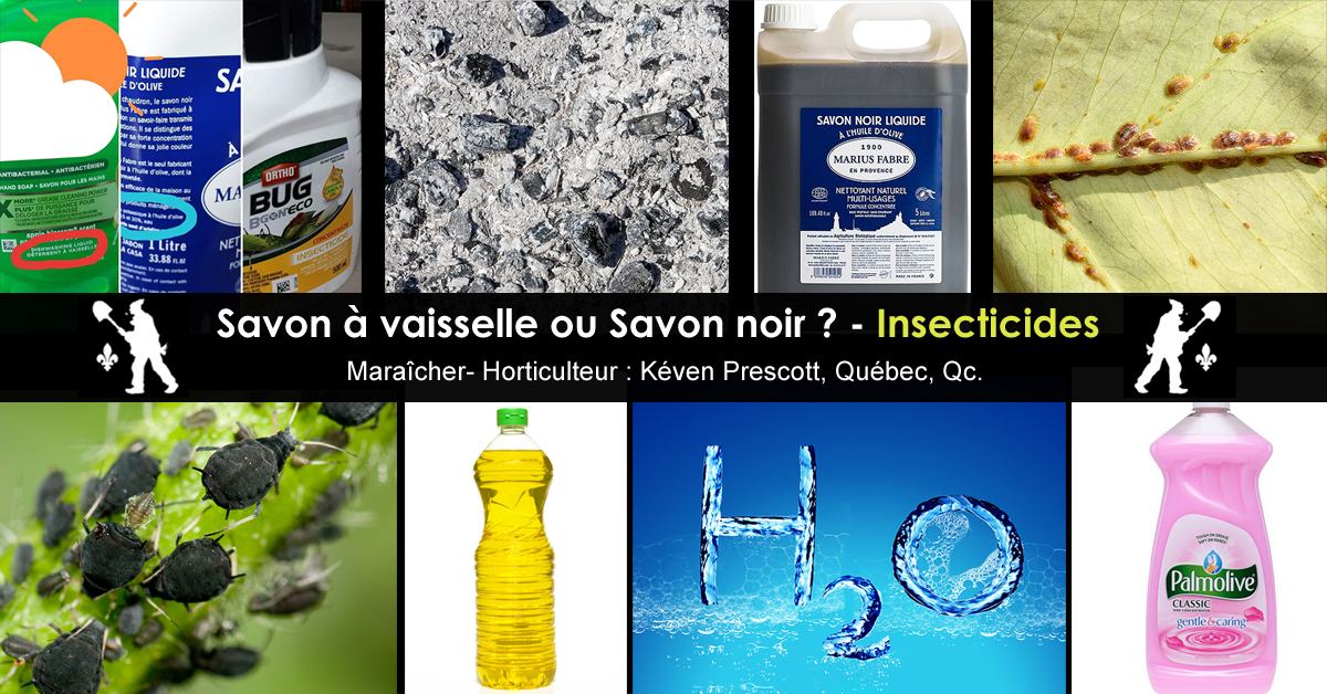 Savon à vaisselle comme insecticide