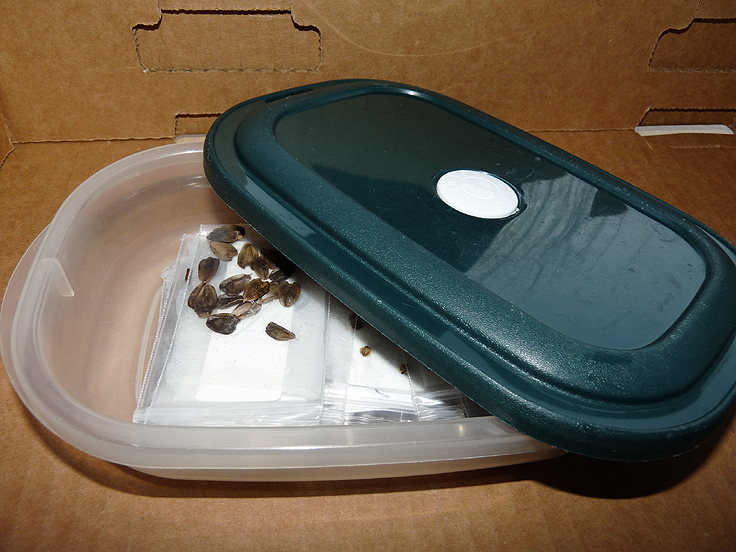 Dépôt de graines sur des serviettes en papier humides et mises au réfrigérateur