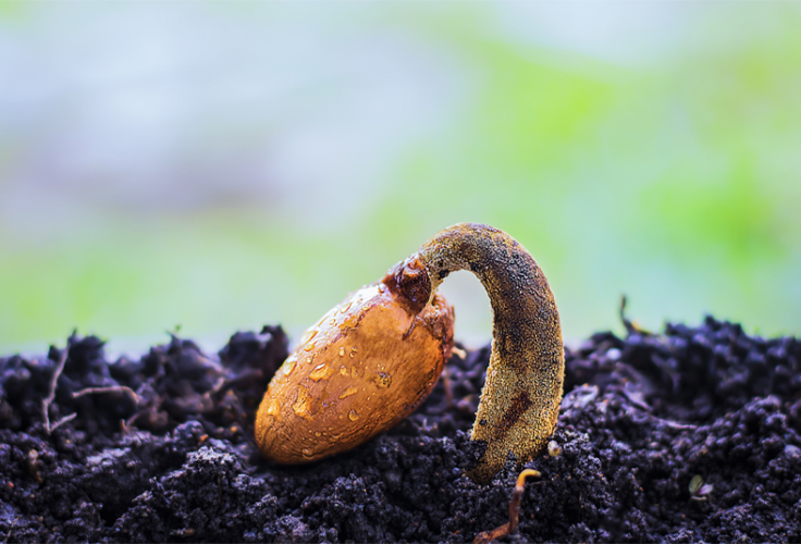 Germination des graines