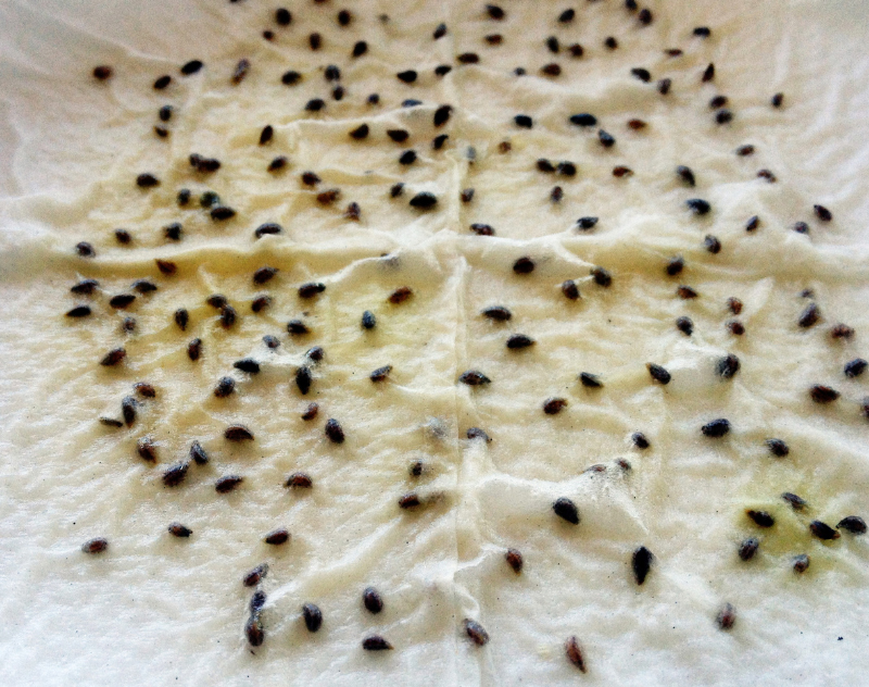 Aide à la germination par une période de froid