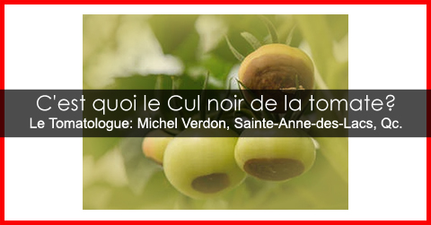 Pourriture apicale ou nécrose apicale de la tomate