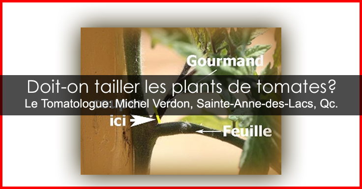 Tailler les pieds de tomates