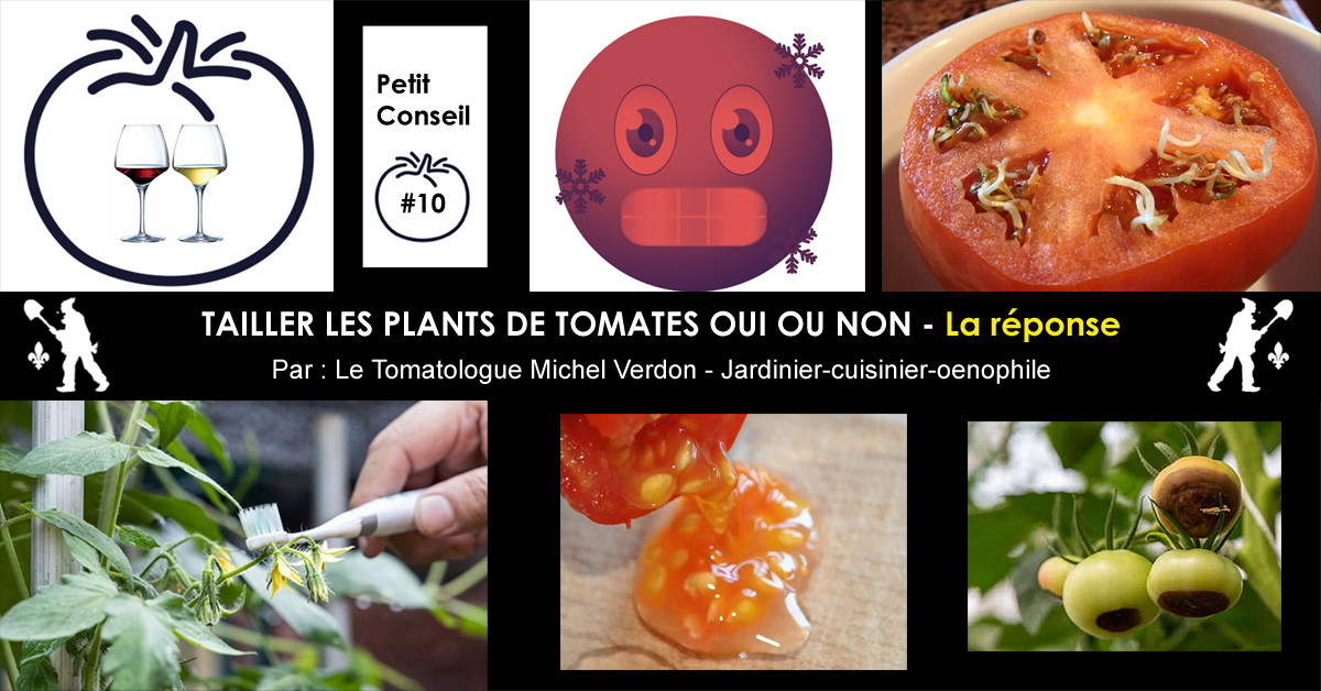 tailler les tomates