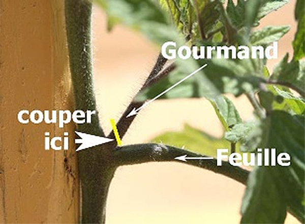 Enlever les groumands - Tailler les tomates