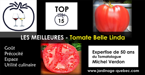 Tomate Belle Linda