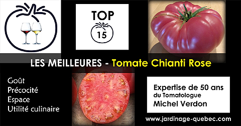 Tomate Chianti Rose