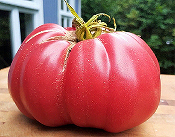 Tomate Grosse des Marais