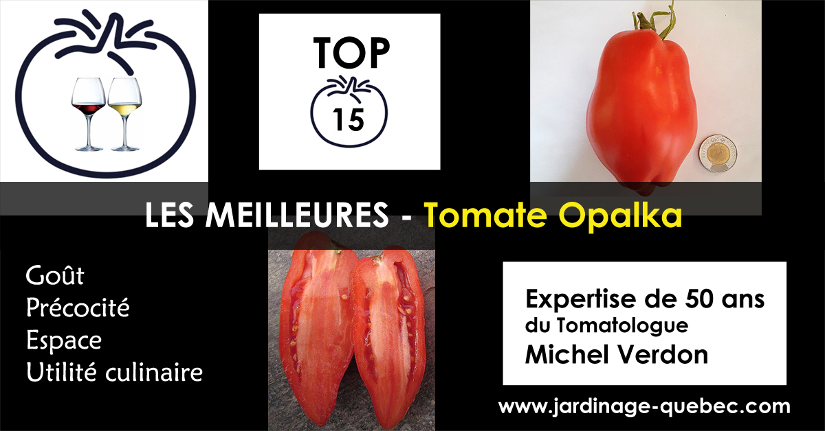 Tomate Opalka