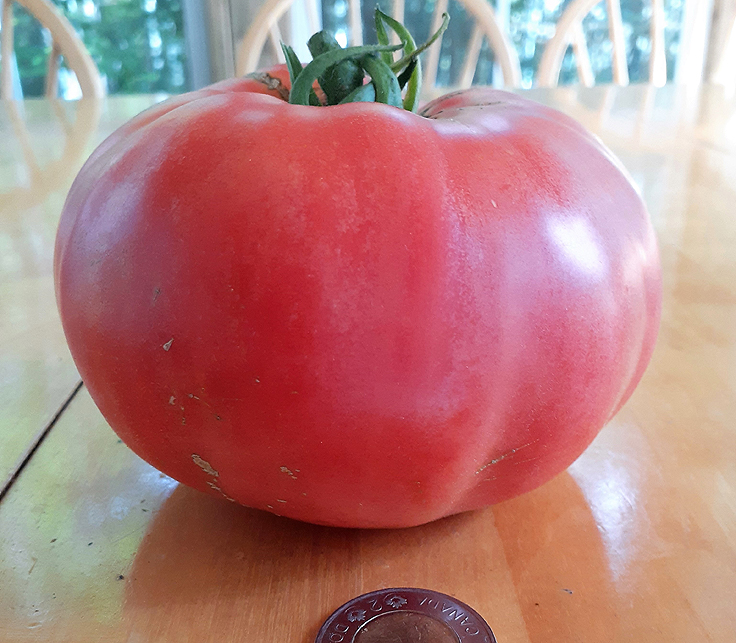Tomate Rosa di Sorrento