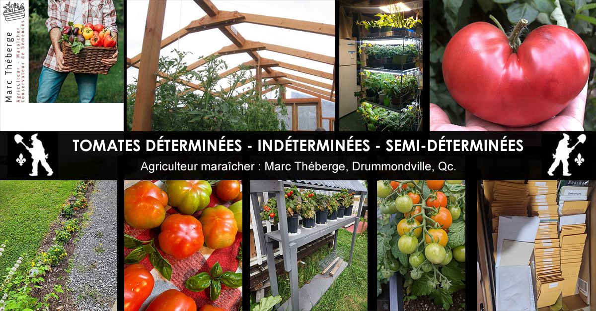 Tomates les Types de croissance - Déterminées indéterminées et semi-déterminées