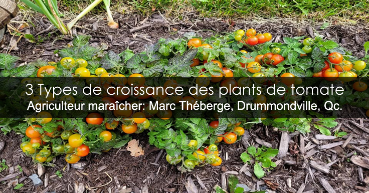 Tomates les Types de croissance - Déterminées indéterminées et semi-déterminées