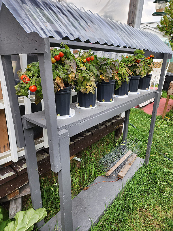 Tomates à croissance déterminée