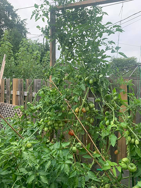 Tomates indéterminées
