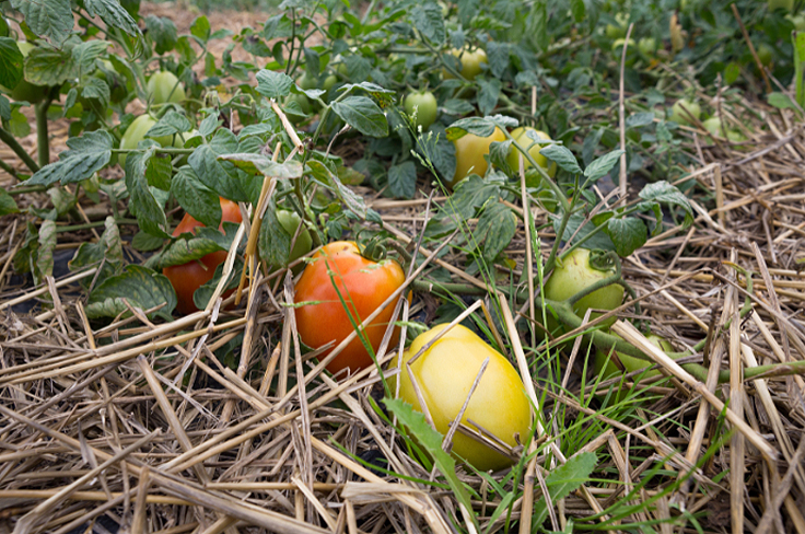 Tomate indéterminée