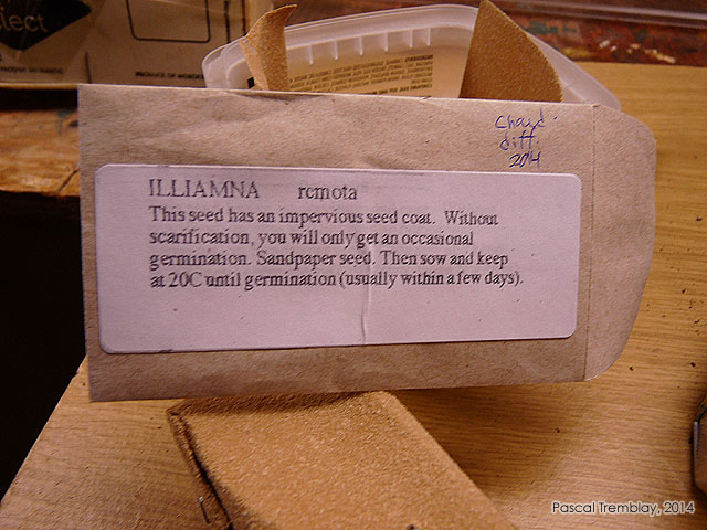 Germination des graines - Scarification semences - Scarifier des graines