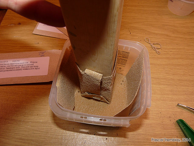 Pratiquer Scarification - Méthode scarification - Effectuer la scarification des graines - Écorcheur à graines