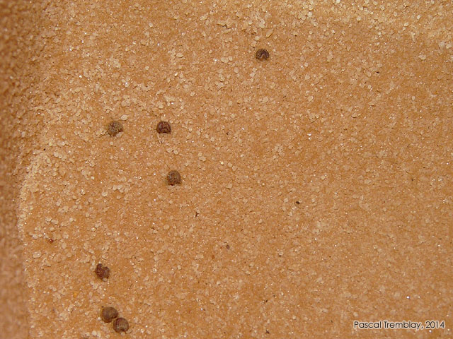 Scarification des Graines - Scarification des semences - Méthode scarification